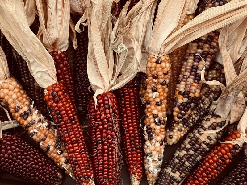 Fall Vegetables