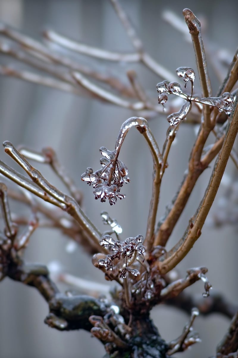 Winter Gardening